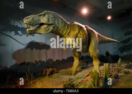 Tyrannosaurus rex, Natural History Museum, Cromwell Road, Kensington, Londres, Angleterre, Grossbritannien Banque D'Images