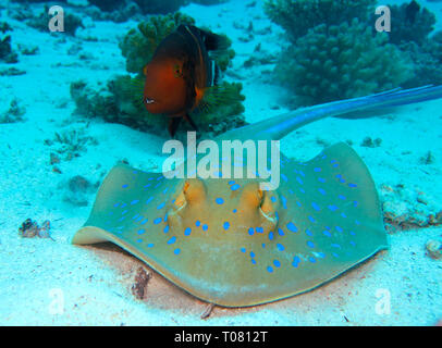 Blaupunktrochen (Taeniura lymma), Rotes Meer, Aegypten Banque D'Images