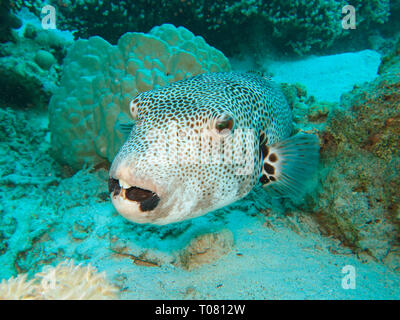 Riesenkugelfisch (Arothron stellatus), Rotes Meer, Aegypten Banque D'Images