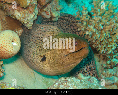 Riesenmuraene (Gymnothorax javanicus), Korallenriff, Petite île Gobal, le chaland, Rotes Meer, Aegypten Banque D'Images