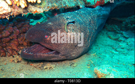 Riesenmuraene (Gymnothorax javanicus), Korallenriff, Petite île Gobal, le chaland, Rotes Meer, Aegypten Banque D'Images