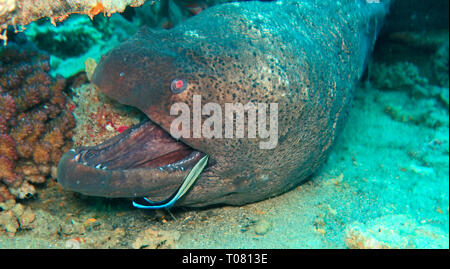 Riesenmuraene (Gymnothorax javanicus), Korallenriff, Petite île Gobal, le chaland, Rotes Meer, Aegypten Banque D'Images