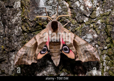 Eyed hawk-moth (Smerinthus ocellata), Banque D'Images