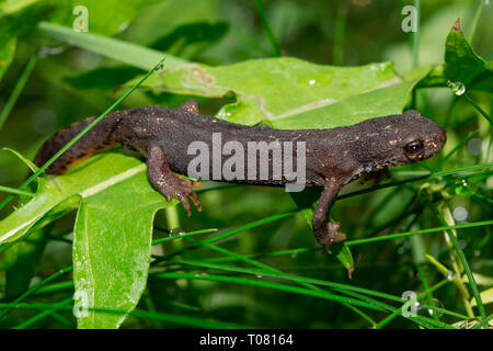 Triton alpestre, (Ichthyosaura alpestris) Banque D'Images