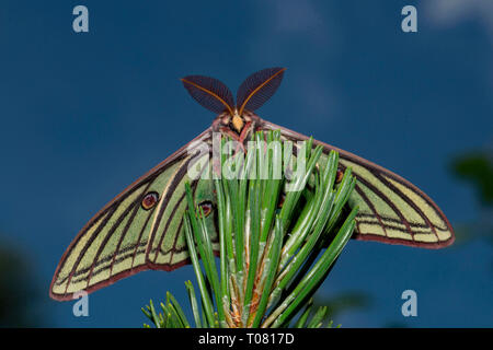 Papillon de lune, espagnol (Graellsia isabellae) Banque D'Images