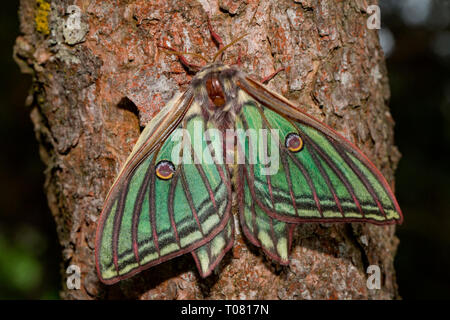 Papillon de lune, espagnol (Graellsia isabellae) Banque D'Images