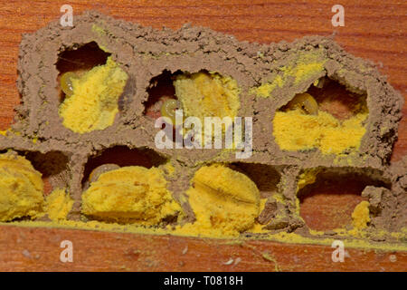 Abeille maçonne rouge, cellule reproductrice, poutre en bois, (Osmia bicornis) Banque D'Images