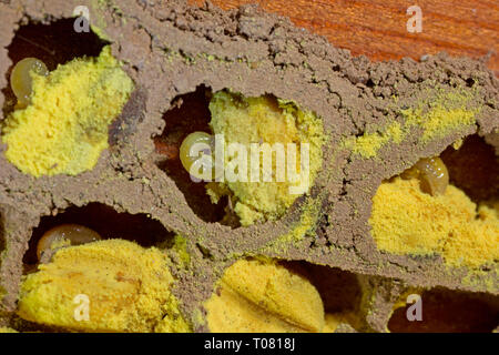 Abeille maçonne rouge, cellule reproductrice, poutre en bois, (Osmia bicornis) Banque D'Images