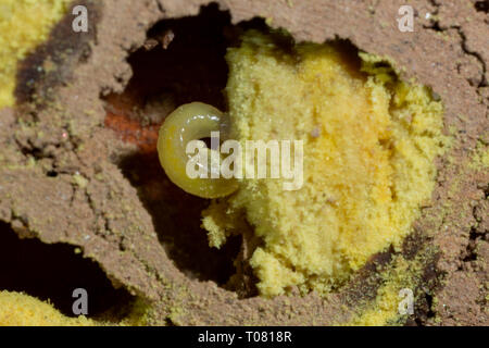 Abeille maçonne rouge, cellule reproductrice, poutre en bois, (Osmia bicornis) Banque D'Images