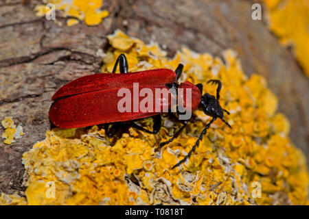 Le cardinal beetle (Pyrochroa coccinea), Banque D'Images