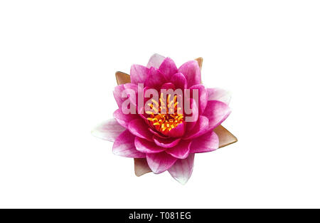 Nénuphar rose isolé sur fond blanc. Nymphaea découpe fleurs de mauve Banque D'Images