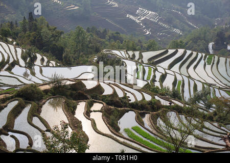 Les terrasses de riz de Yuanyang avec reflets de lumière dans la province du Yunnan, Chine Banque D'Images