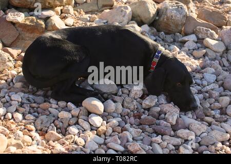 Beau chien noir dormir sur une plage de galets Banque D'Images