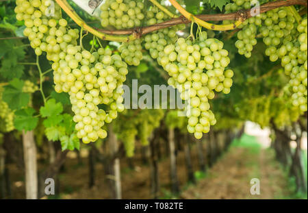 Grandes grappes mûres de raisins de table blanc sur la vigne.vignoble. Banque D'Images