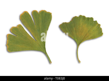 Deux feuilles de ginkgo isolated on white Banque D'Images