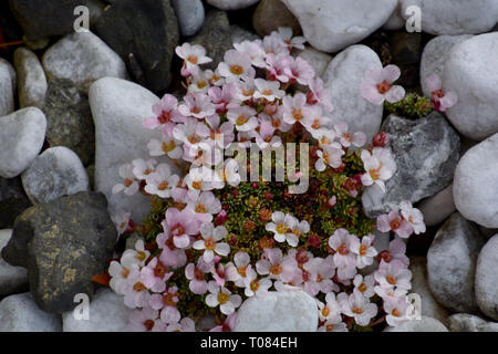 Stonecrop au début du printemps en fleurs dans un jardin de pierres, fleurs de sedum ou stonecrops-rose pâle avec des fleurs blanches dans un jardin de pierres au début du printemps Banque D'Images