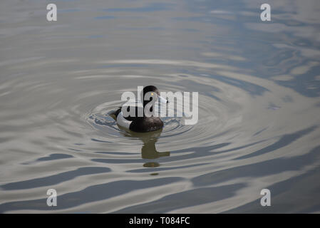 Male Fuligule morillon (Aythya fuligula) sur le lac. Banque D'Images
