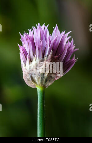 Les nouvelles de ciboulette (Allium schoenoprasum) fleur, le casting bud 'peau' Banque D'Images