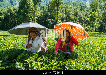 L'INDE, le Bengale occidental, DARJEELING, plumer les femmes sur un plateau de thé près de Darjeeling. Banque D'Images