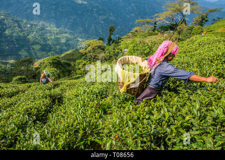 L'INDE, le Bengale occidental, DARJEELING, 10-31-2016 : les femmes cueillette du thé sur un plateau près de Darjeeling. Banque D'Images