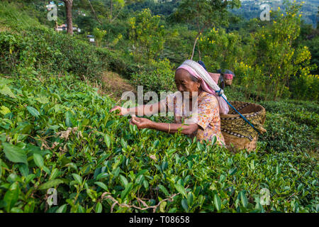 L'INDE, le Bengale occidental, DARJEELING, 10-31-2016 : les femmes âgées la cueillette du thé sur un domaine près de thé Darjeeling. Banque D'Images