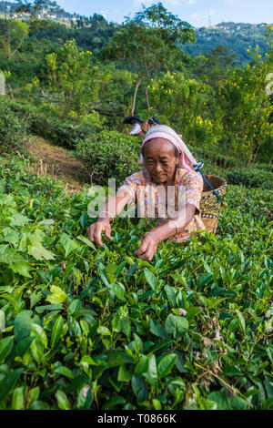 L'INDE, le Bengale occidental, DARJEELING, plumer les femmes sur un plateau de thé près de Darjeeling. Banque D'Images