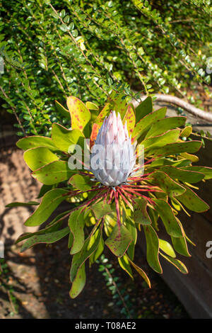 Photo:Protea bloom. Fleur nationale de l'Afrique du Sud. Banque D'Images