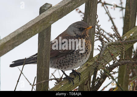 Un Turdis, Fieldfare, f la visite d'un jardin britannique en hiver avec de la neige au sol Banque D'Images