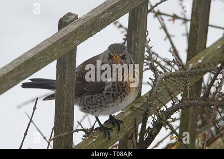 Un Turdis, Fieldfare, f la visite d'un jardin britannique en hiver avec de la neige au sol Banque D'Images