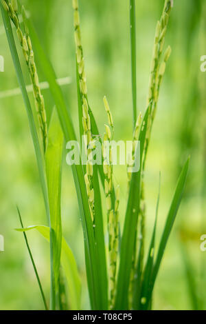 Vue rapprochée de l'oreille de riz avec arrière-plan flou des rizières en terrasses avant la saison des récoltes dans Asia.Organic concept agricole Banque D'Images