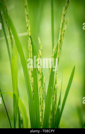 Vue rapprochée de l'oreille de riz avec arrière-plan flou des rizières en terrasses avant la saison des récoltes dans Asia.Organic concept agricole Banque D'Images