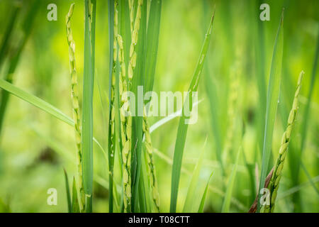 Vue rapprochée de l'oreille de riz avec arrière-plan flou des rizières en terrasses avant la saison des récoltes dans Asia.Organic concept agricole Banque D'Images