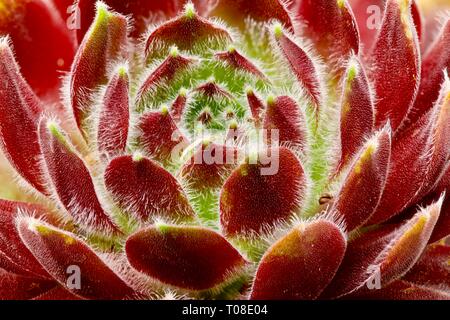 Sempervivum 'Hey-hey' Banque D'Images