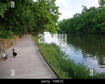 Deux canards marchent sur le chemin de béton près du bord de la rivière dans un parc de canards Banque D'Images