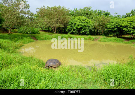 L'île des Galapagos tortue géante Banque D'Images