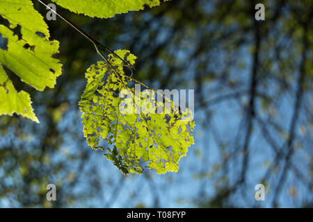 Holey et vert feuille sur l'arbre - libre Banque D'Images