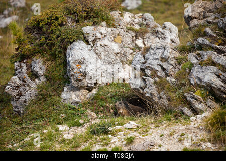 Une marmotte hors de son terrier dans les montagnes Banque D'Images