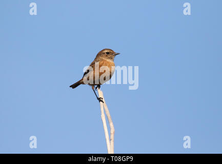 Stonechat femelle Banque D'Images