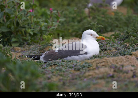 Une moindre goéland noir,Larus fuscus.reposant sur l'île de Skomer. Banque D'Images