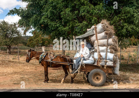 Trinidad, Sancti Spiritus, Cuba. Janvier 23, 2013. Un farme tire des balles de foin pour sa ferme de Trinidad, Sancti Spiritus, Cuba. Banque D'Images