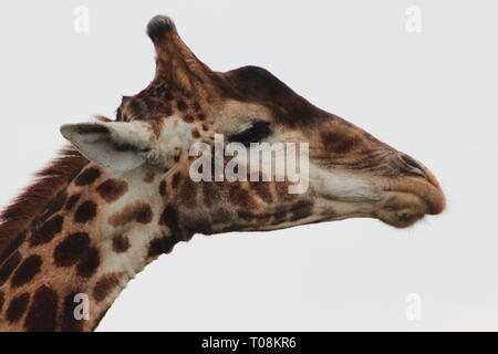 Le plus gros animal au monde et l'un des plus beaux animaux à mon avis Banque D'Images