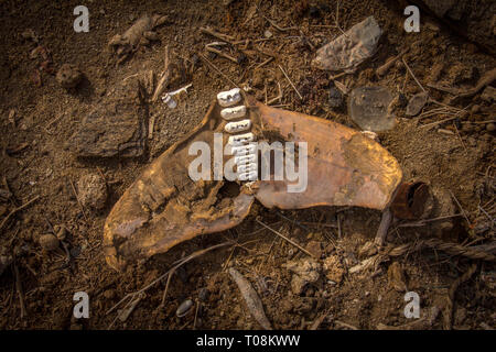 Squelette de queue de dauphin, Plage, Iles Dahlak, Erythrée Banque D'Images
