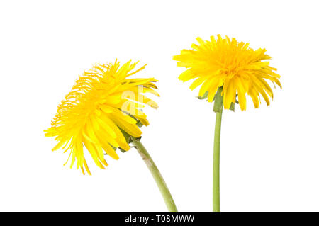 Le pissenlit (Taraxacum officinale) fleurs isolé sur fond blanc. Banque D'Images