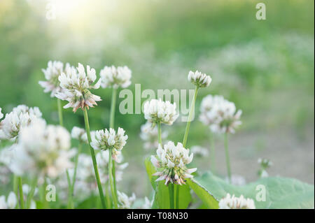 Le trèfle blanc (Trifolium repens) fleurs dans la prairie. Banque D'Images