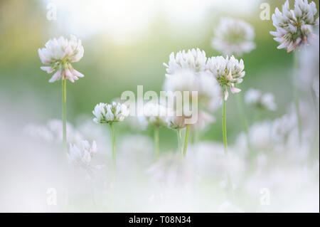 Le trèfle blanc (Trifolium repens) fleurs dans la prairie. Banque D'Images