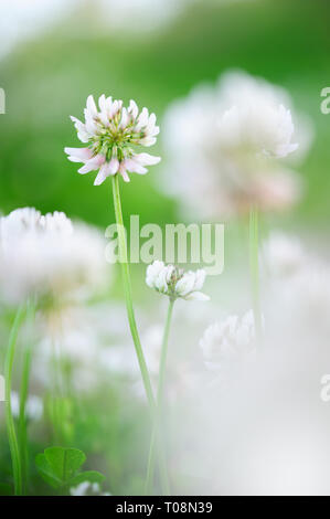 Le trèfle blanc (Trifolium repens) fleurs dans la prairie. Banque D'Images