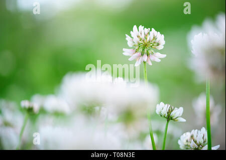 Le trèfle blanc (Trifolium repens) fleurs dans la prairie. Banque D'Images