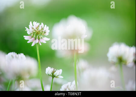 Le trèfle blanc (Trifolium repens) fleurs dans la prairie. Banque D'Images