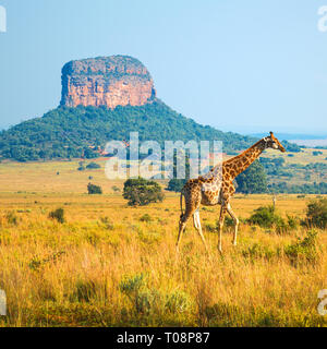 Girafe (Giraffa camelopardalis) dans la savane africaine et une formation rocheuse à l'intérieur de la butte Entabeni Safari Réserver, province du Limpopo, Afrique du Sud. Banque D'Images