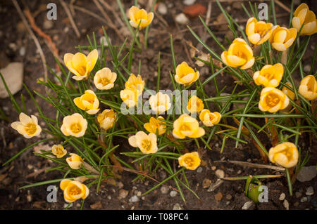 Purple crocus jaune en couleurs et en fleurs fleurs le long d'une journée de printemps dans le jardin. Vue de dessus de crocus jaune Banque D'Images